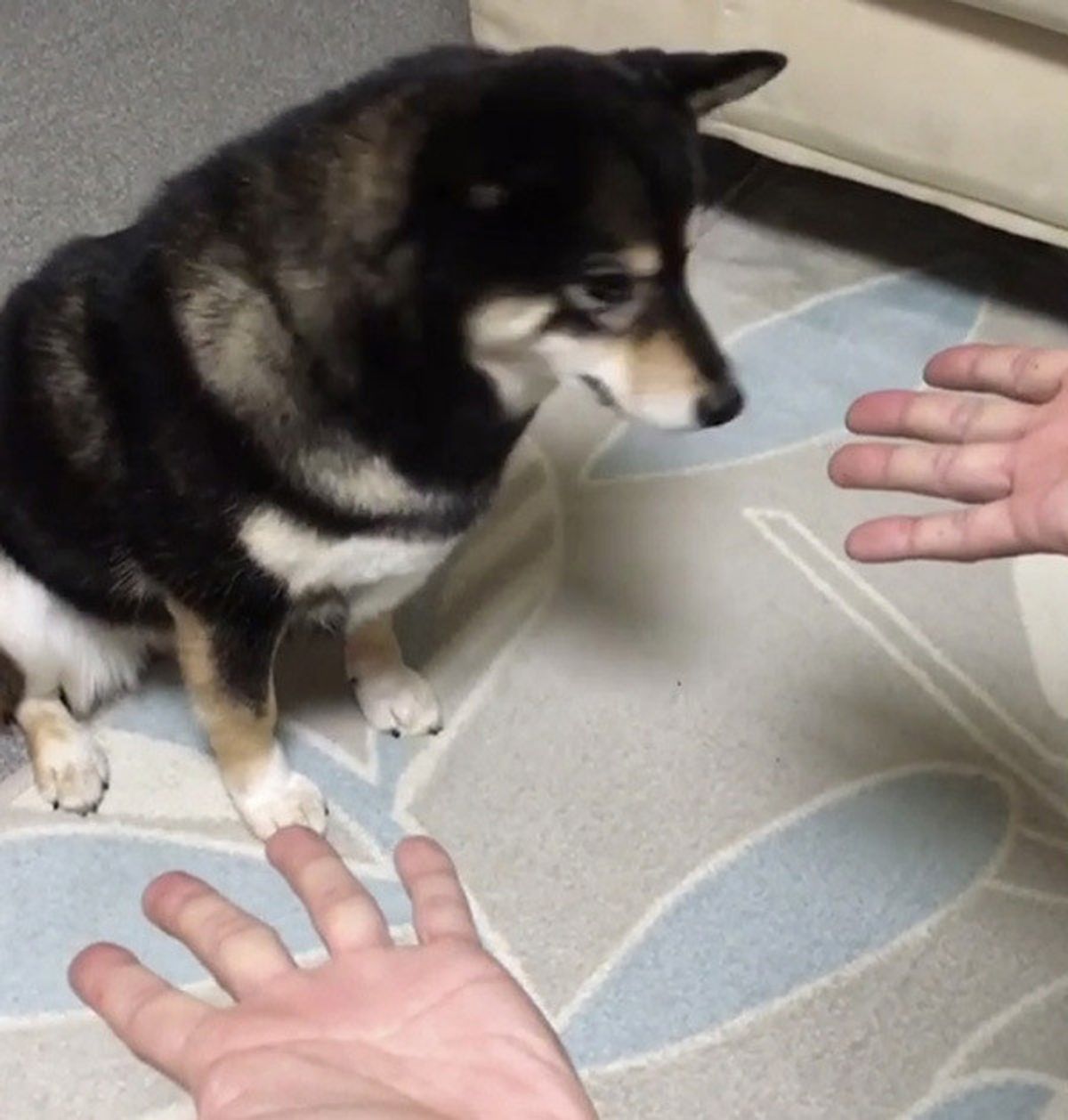 犬動画 おやつが消えるマジックに動揺するワンコが とっさにとった行動 いぬのきもちweb Magazine 犬動画 おやつが消えるマジックに動揺するワンコが とっさにとった行動 いぬのきもちweb Magazine