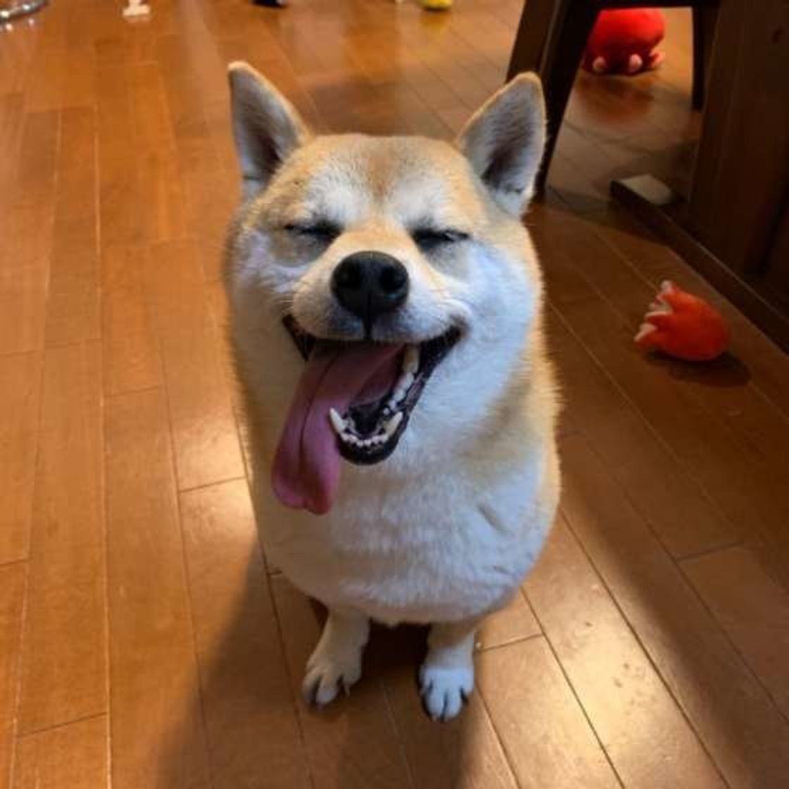 過剰なお世話も影響する 嫉妬深い性格 になりやすい犬の特徴 いぬのきもちweb Magazine 過剰なお世話も影響する 嫉妬深い性格 になりやすい犬の特徴 いぬのきもちweb Magazine