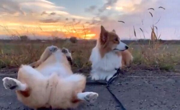 散歩中にヘソ天するちいくんと、まったりするむうちゃん