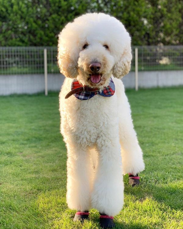 スタンダード・プードルのもずくちゃん