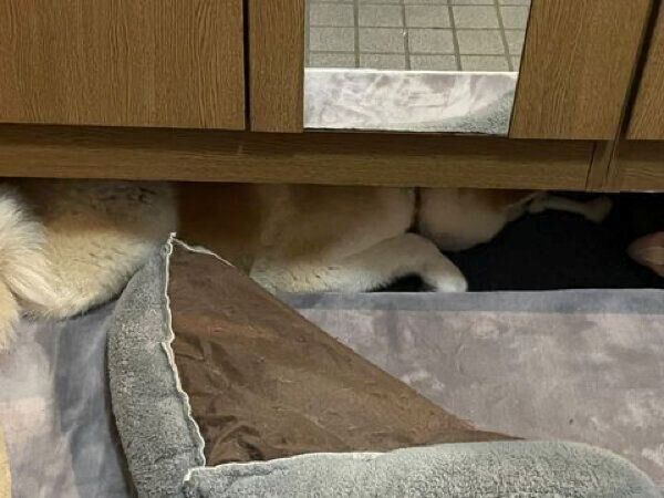 なぜか靴箱の下にいるきなこちゃん
