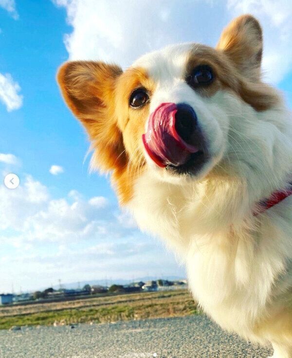 お散歩を楽しむパンさん