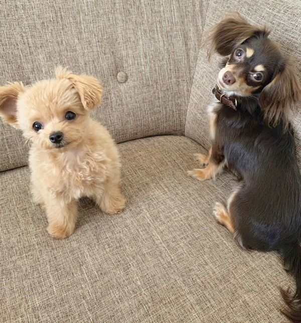 兄・ひなたくんと弟・むるもくん