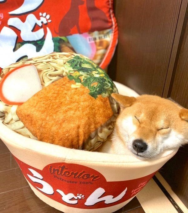 きつねうどんの「おあげ」のようになったゆきちゃん