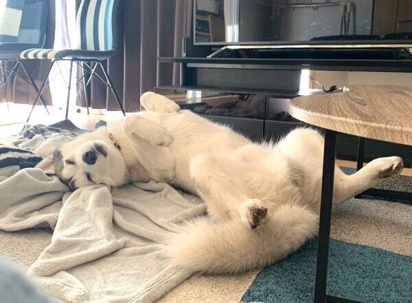 ヘソ天するじょんすのーくん