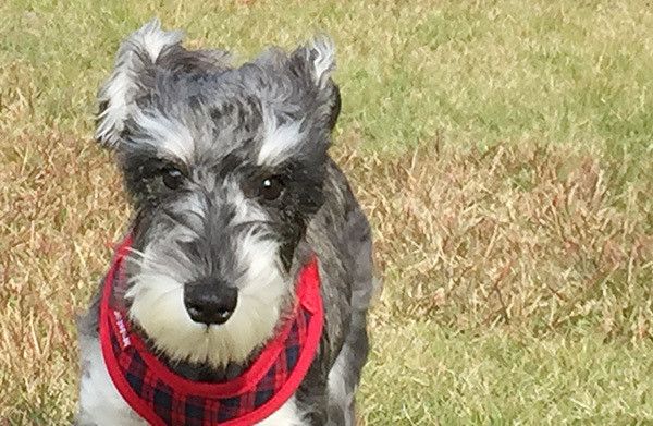 見つめるミニチュア・シュナウザー