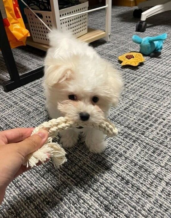 飼い主さんとおもちゃで遊ぶゆらちゃん