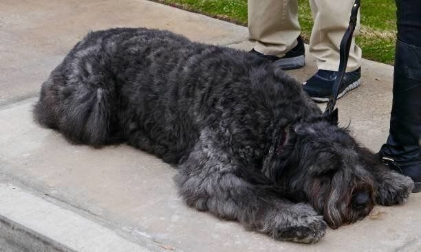 ブービエ・デ・フランダース