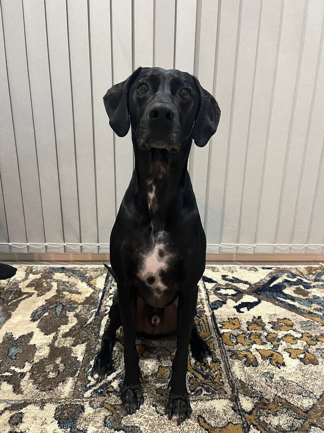 SOLくんのふだんの様子　表情は子犬時代の愛らしさが残っている