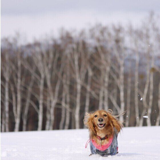 愛犬と歩く冬散歩の注意点とは？ 凍結した冷たい路面や薬剤にも注意！  いぬのきもち