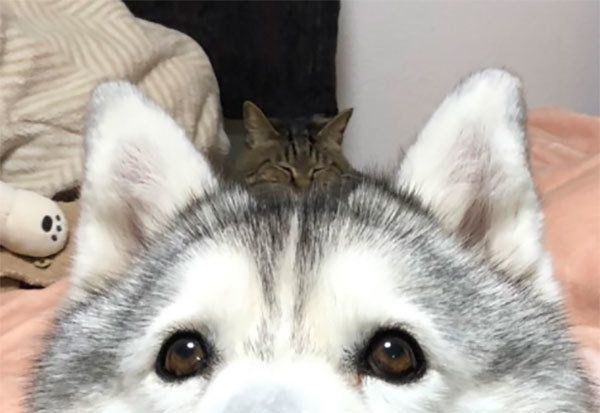 お分かりいただけただろうか 可愛いハスキーの写真の 違和感 とは いぬのきもちweb Magazine