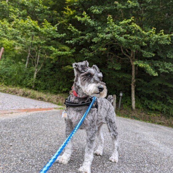 ミニチュア・シュナウザー お散歩 いぬのきもち