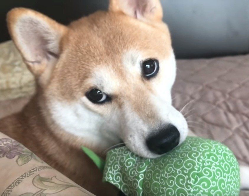 上目遣いの柴犬