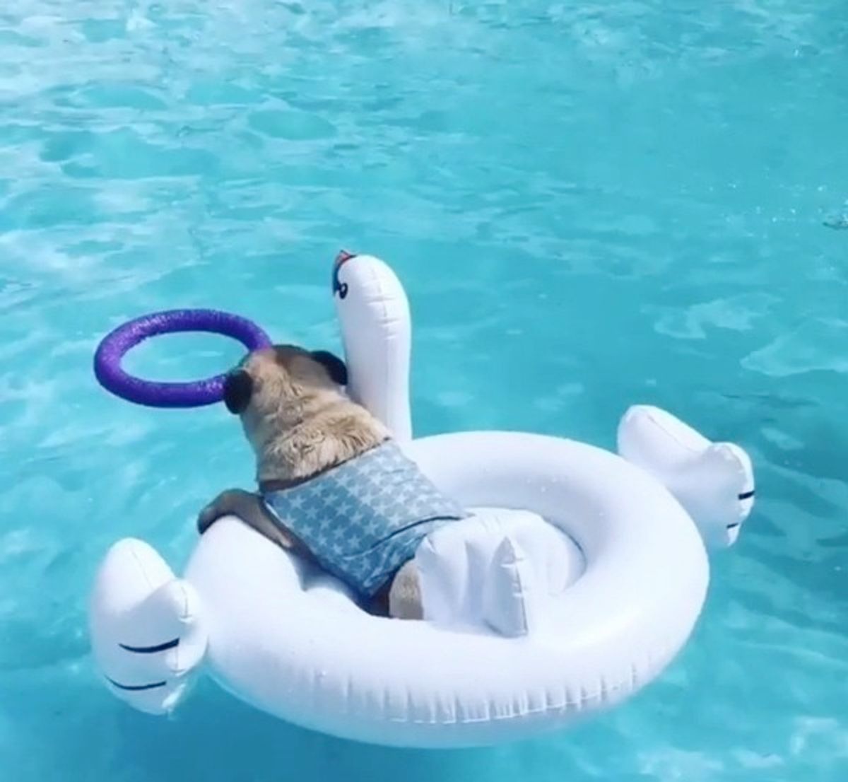 なにこれ かわいすぎる 白鳥のボートに乗ってプールを楽しむワンコ いぬのきもちweb Magazine なにこれ かわいすぎる 白鳥のボートに乗ってプールを楽しむワンコ いぬのきもちweb Magazine