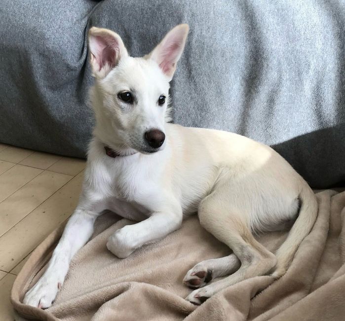 生後4カ月のころに撮影したハクちゃん