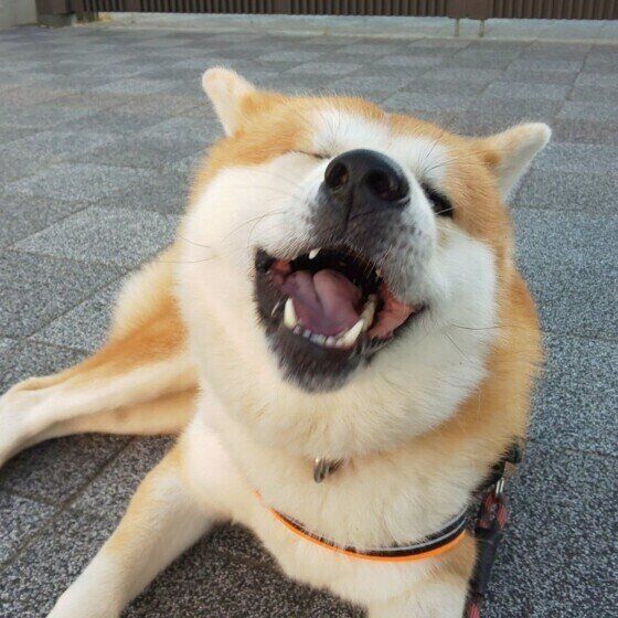 笑顔の秋田犬