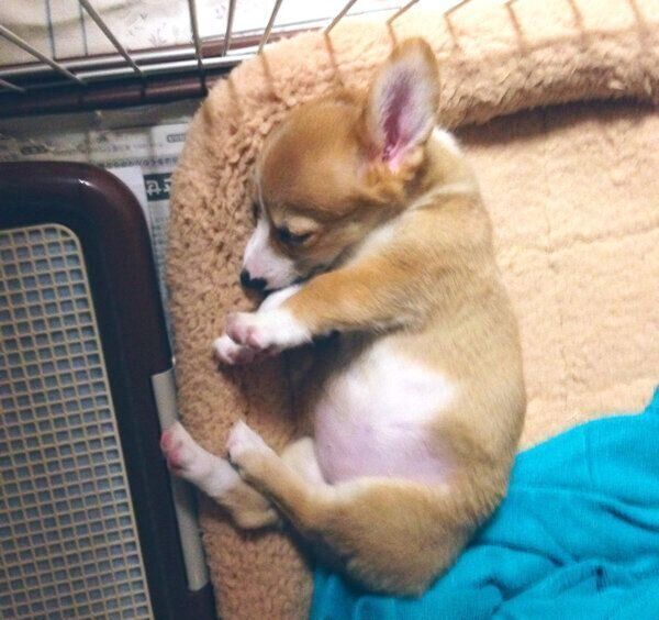 お迎え当時のSarahちゃん