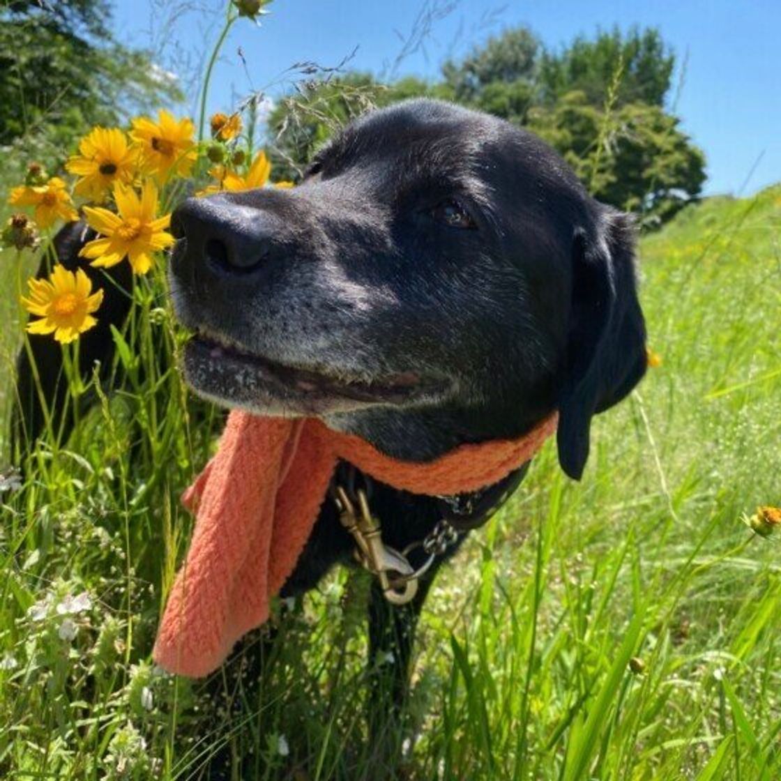 獣医師監修 犬にはちみつを与えるときは注意が必要 与えるメリットとデメリットを解説 いぬのきもちweb Magazine 獣医師監修 犬にはちみつを与えるときは注意が必要 与えるメリットとデメリットを解説 いぬのきもちweb Magazine