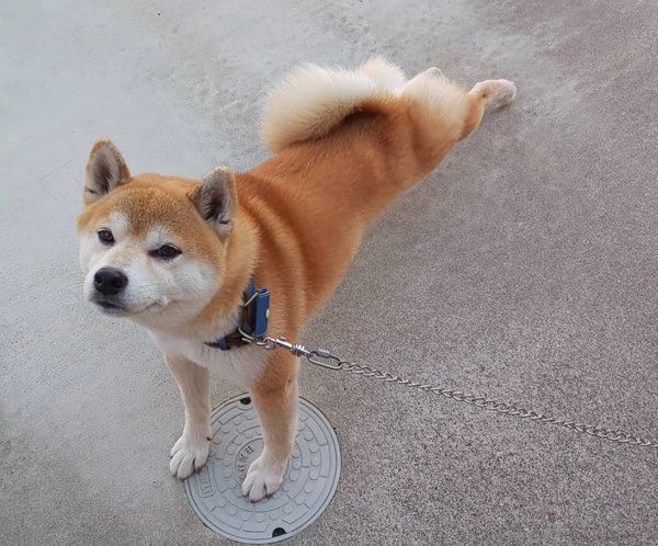 柴犬の富士ちゃん