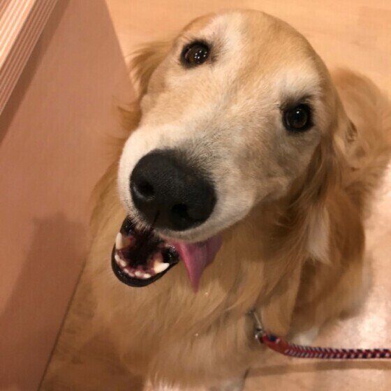 笑顔のゴールデン・レトリーバー