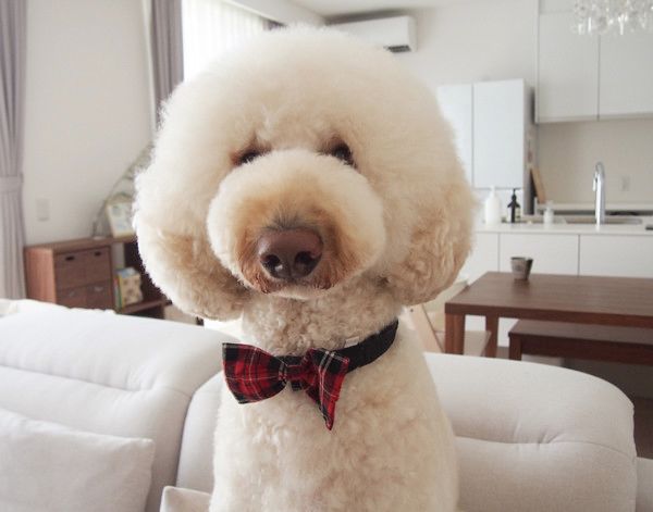 肉球を触られる犬