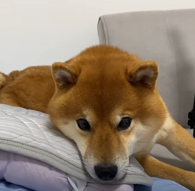 寝ようとする犬