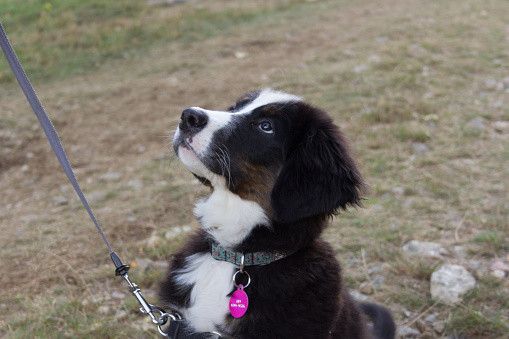 ボーダー・コリー