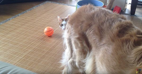 ゴールデン・レトリーバーと猫