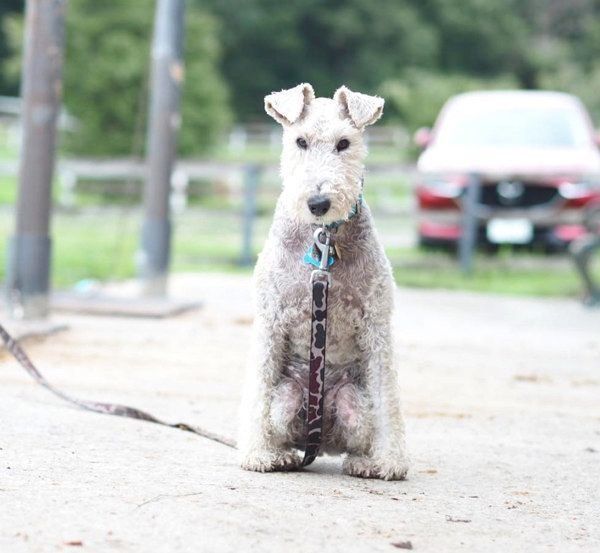 お座りするこっぺぱんちゃん