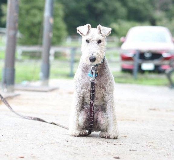 お座りするこっぺぱんちゃん