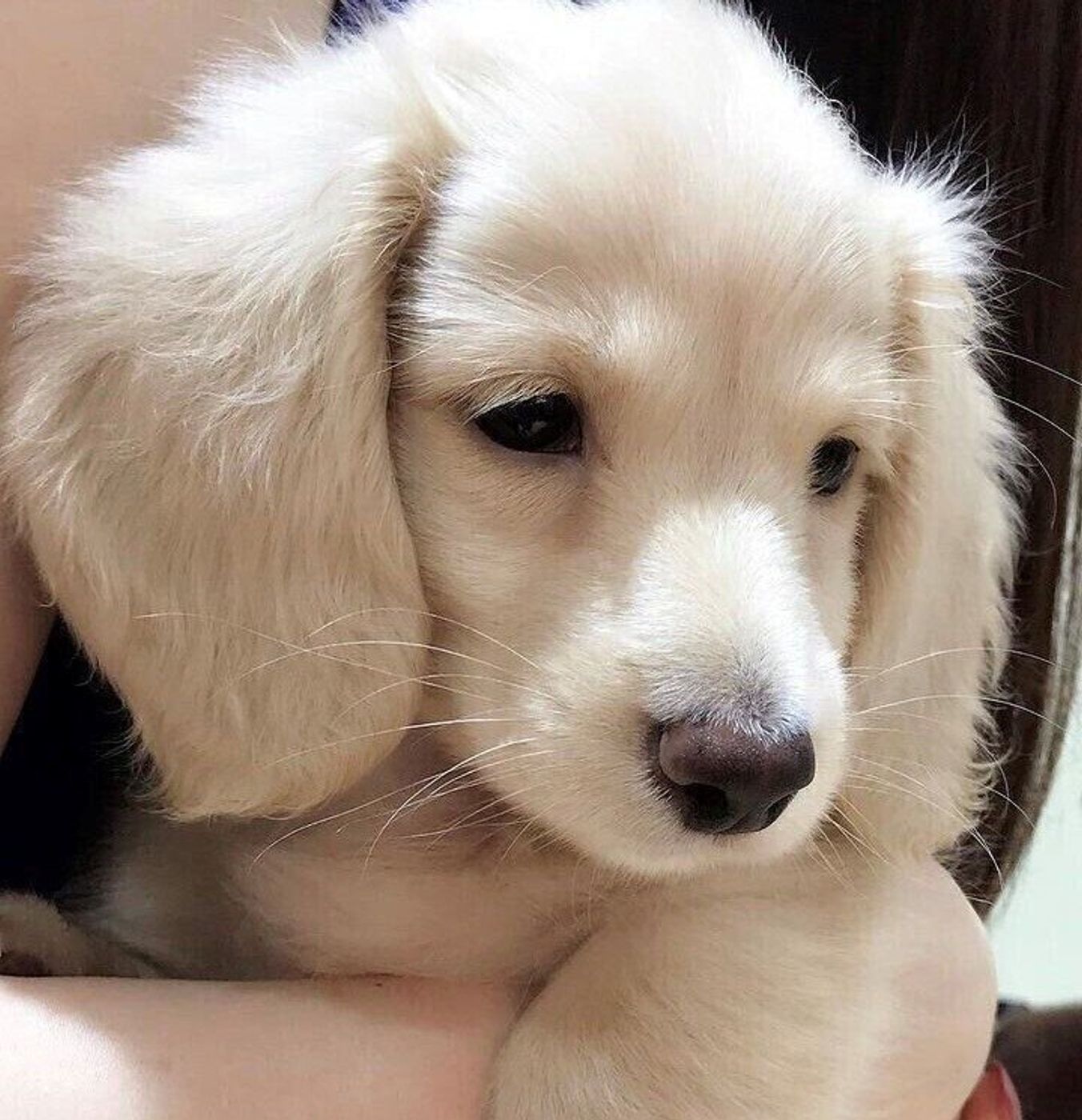 子犬の成長はあっという間 とっても可愛いパピー期を振り返ると いぬのきもちweb Magazine 子犬の成長はあっという間 とっても可愛いパピー期を振り返ると いぬのきもちweb Magazine
