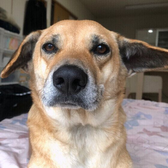 無表情になっている中型Mix犬