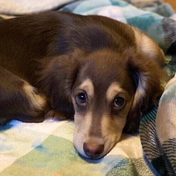 まったりするミニチュア・ダックスフンド