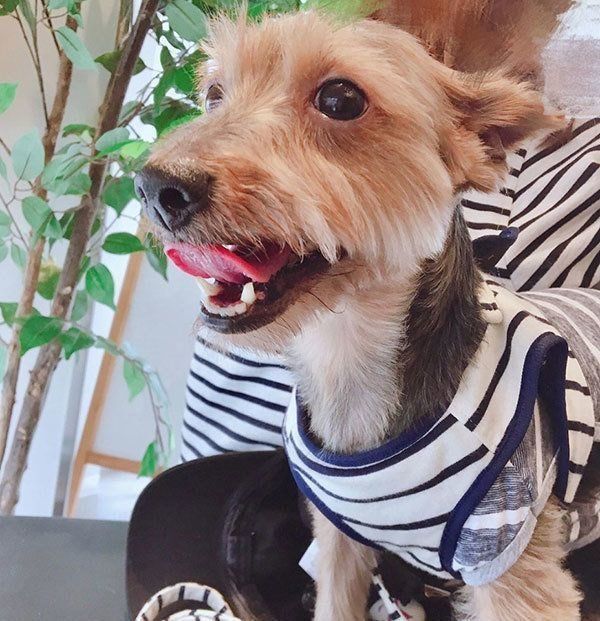 元保護犬・サブレくん