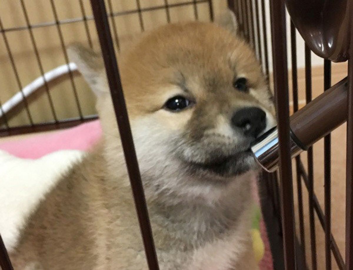 犬にとっても ミネラルウォーターって体にいいの 素朴な疑問と 意外な答え いぬのきもちweb Magazine 犬にとっても ミネラルウォーターって体にいいの 素朴な疑問と 意外な答え いぬのきもちweb Magazine