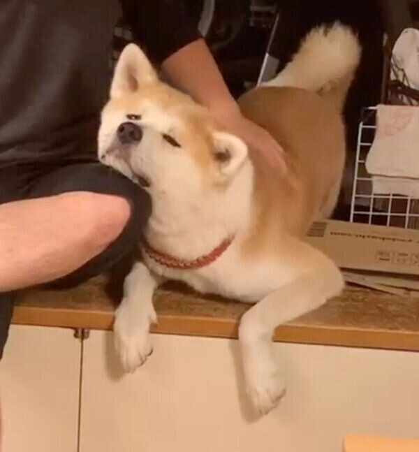 パパさんとまったりとした時間を過ごすジロウくん