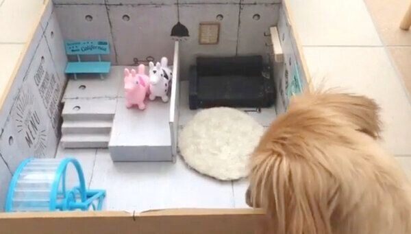 シュガちゃんを探すシフォンちゃん