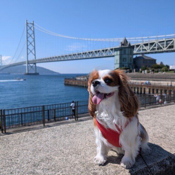 キャバリア・キング・チャールズ・スパニエルのベルちゃん