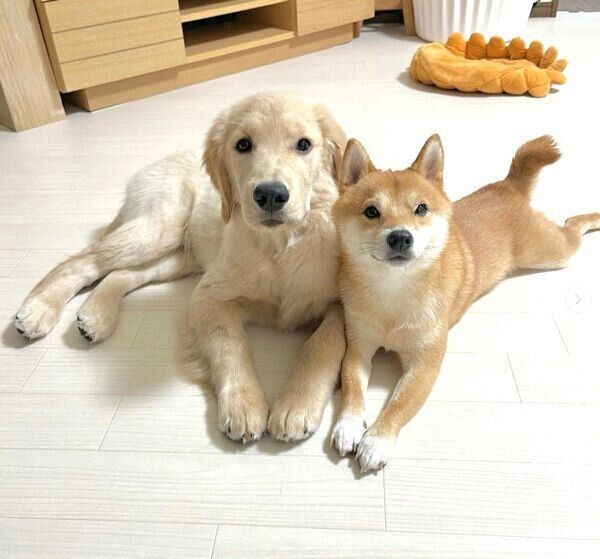 見つめるうにくん、おからちゃん