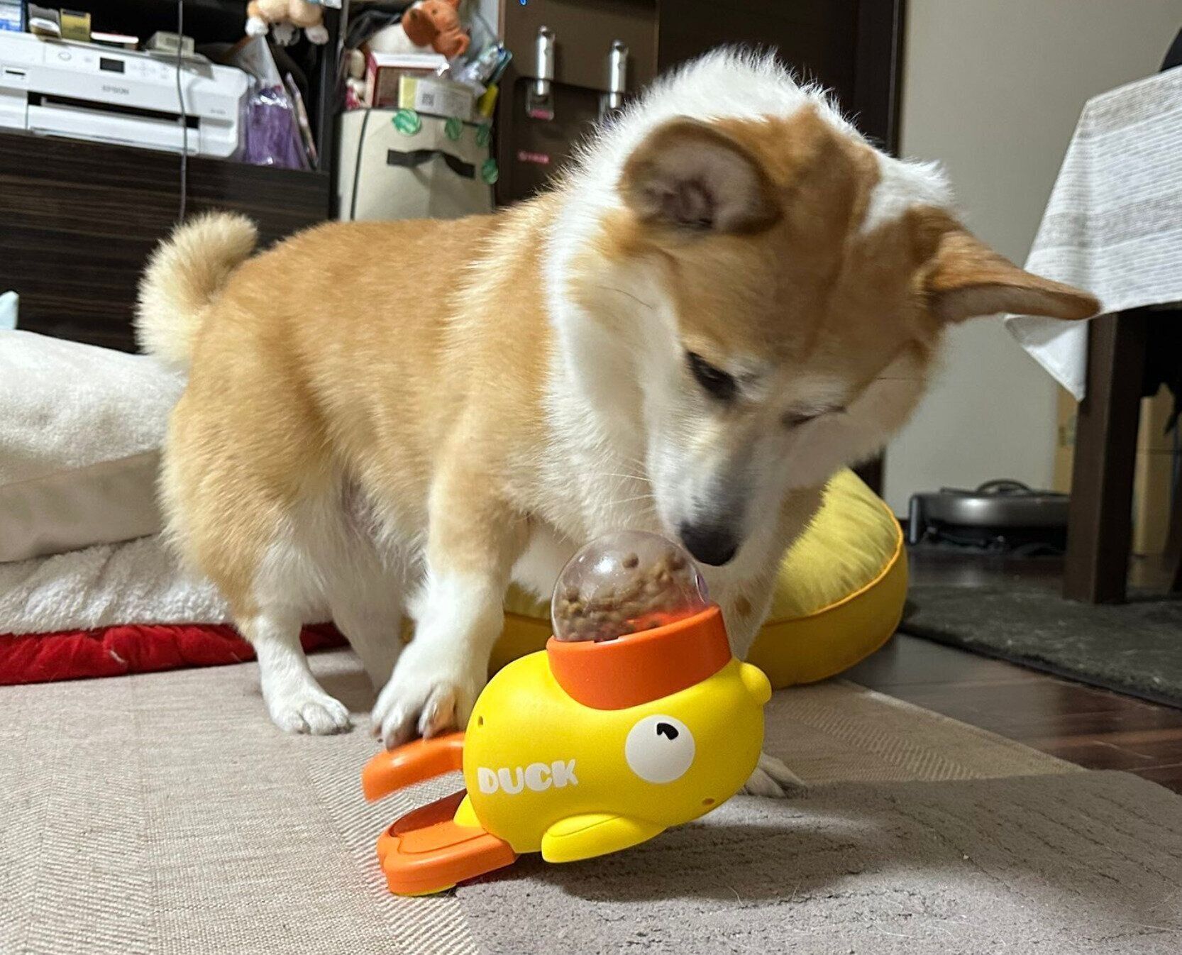 おもちゃからおやつを出そうとするLunaちゃん