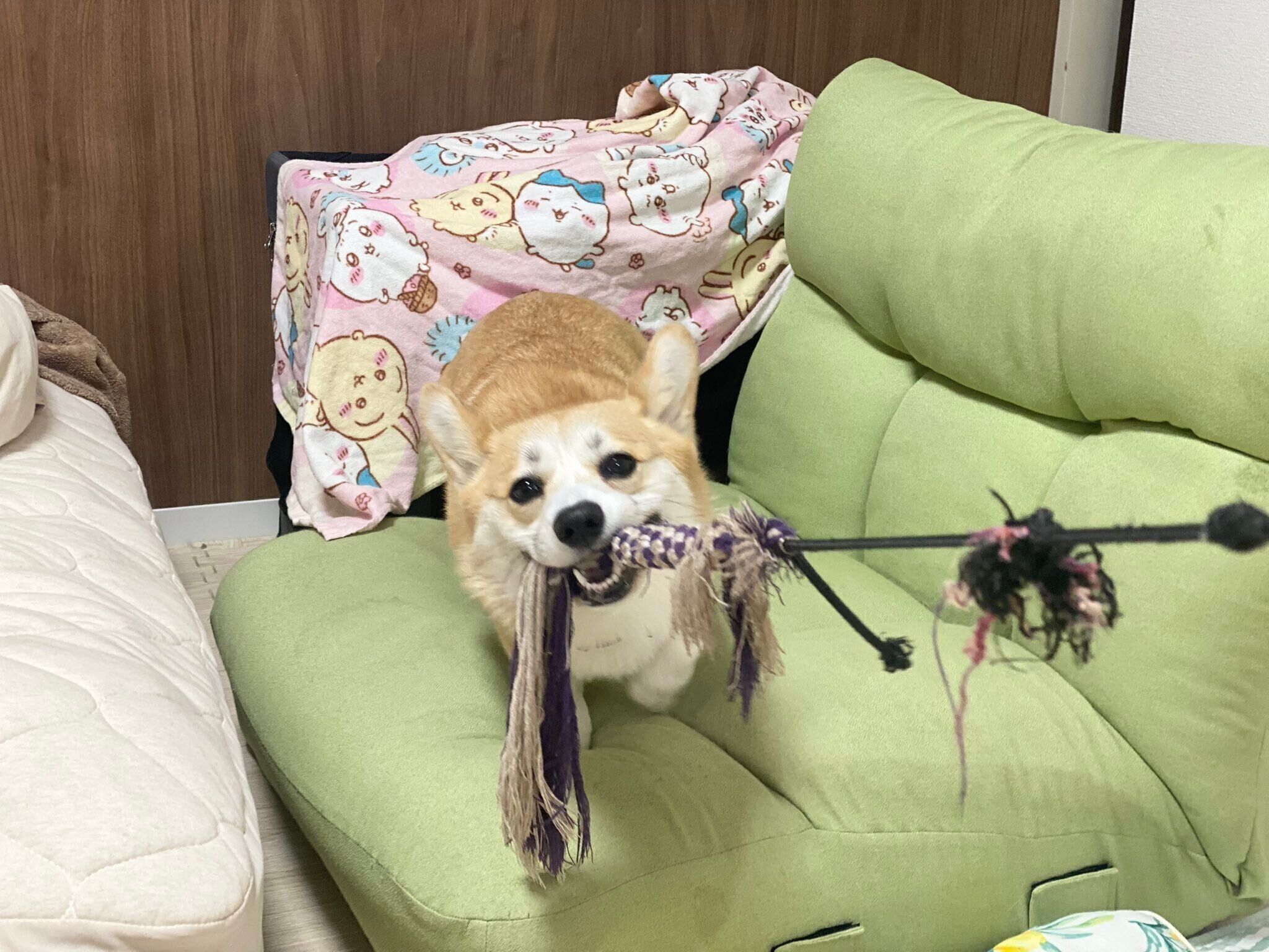 おもちゃを引っ張って遊ぶコパンちゃん