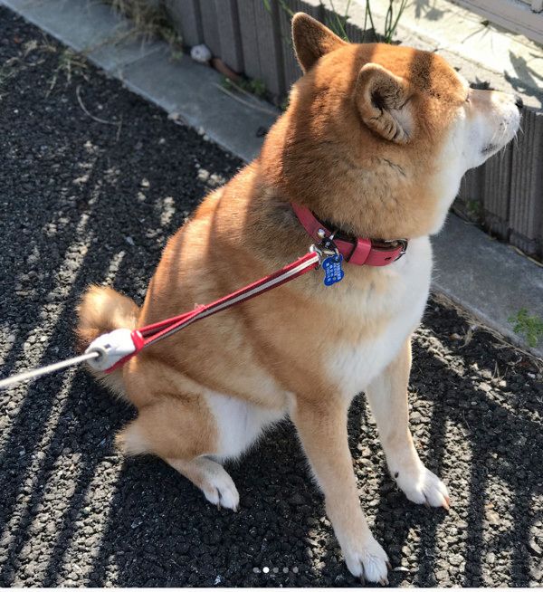 拒否犬ストラップ