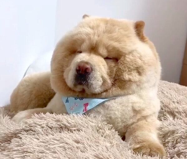 眠そうなくり蔵くん