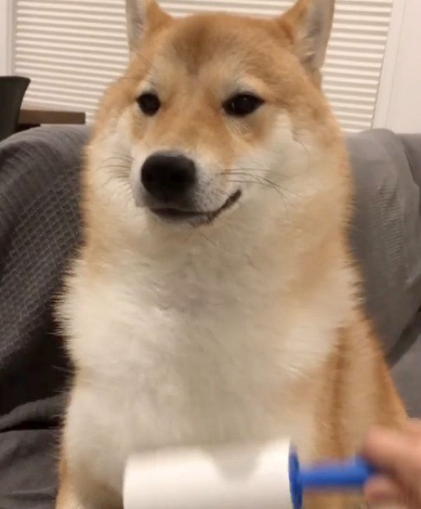 マッサージしてもらう柴犬