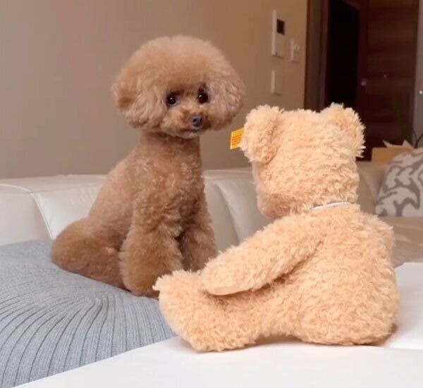 しゃべるぬいぐるみを見つめるパンナちゃん