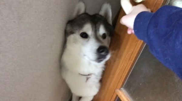 おやつを待つシベリアン・ハスキー