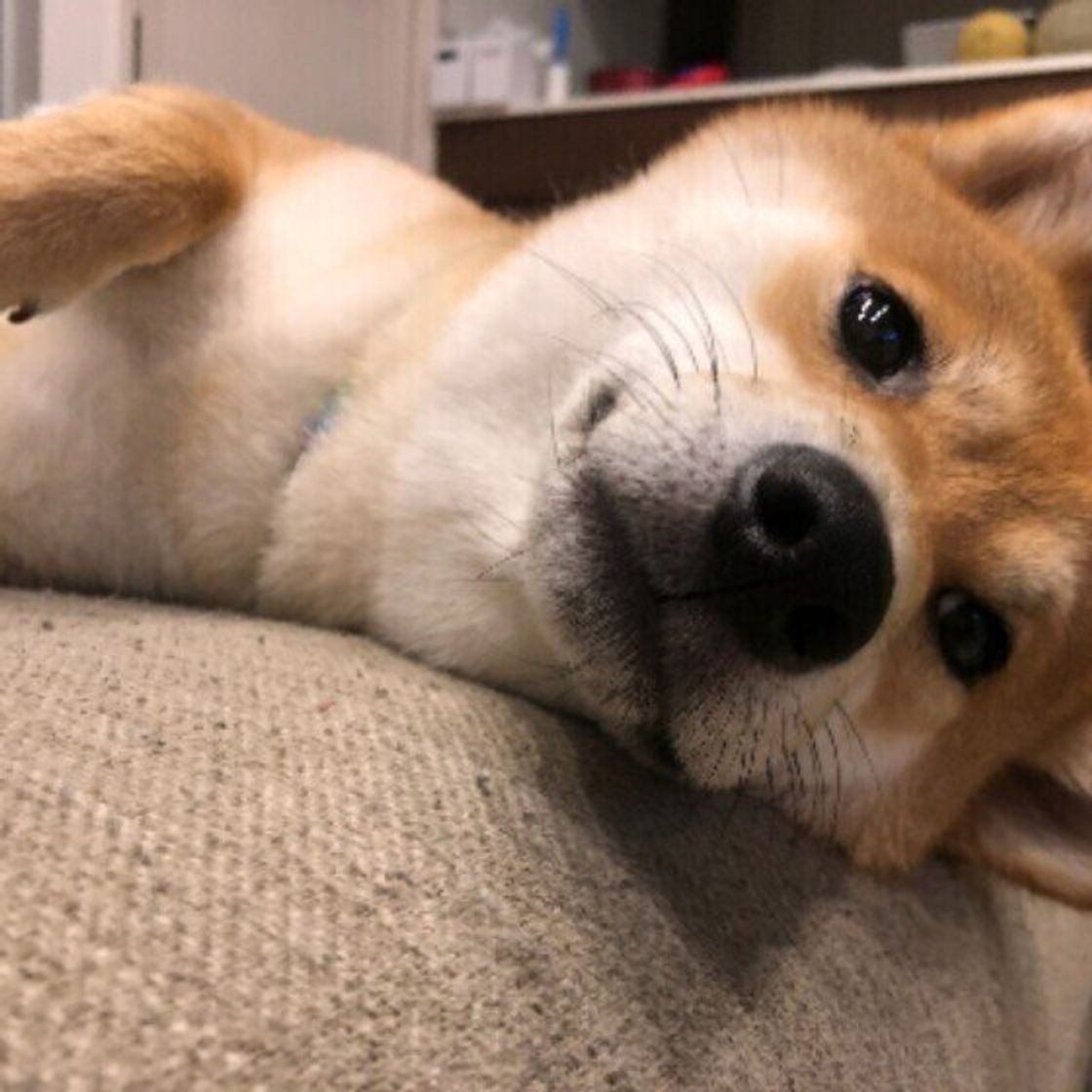 甘えん坊な犬の特徴とは 感じやすいストレスと対処法も いぬのきもちweb Magazine 甘えん坊な犬の特徴とは 感じやすいストレスと対処法も いぬのきもちweb Magazine