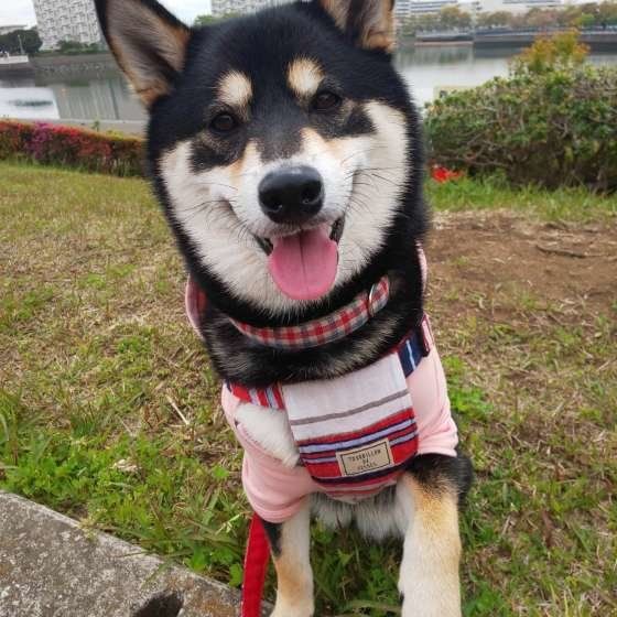 ハイタッチ！の…途中なモモちゃん