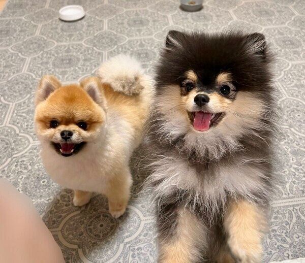 秋田くんの誕生日で仲良しの2匹