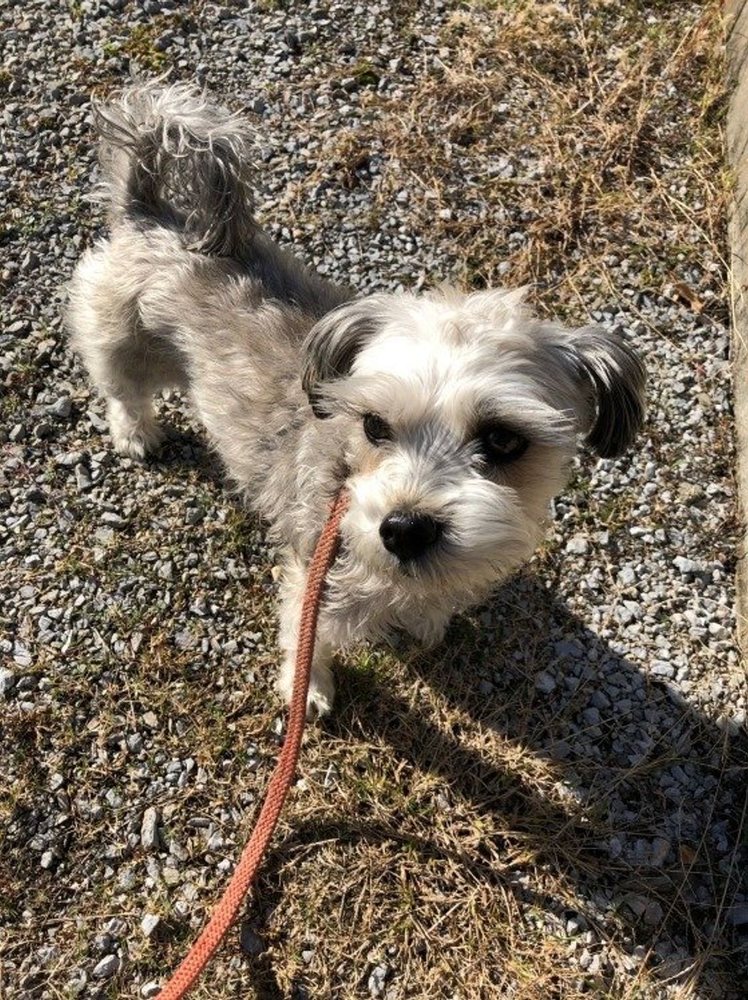 4つのシーンと理由別 犬に吠えるのをやめさせる方法 いぬのきもちweb Magazine 4つのシーンと理由別 犬に吠えるのをやめさせる方法 いぬのきもちweb Magazine